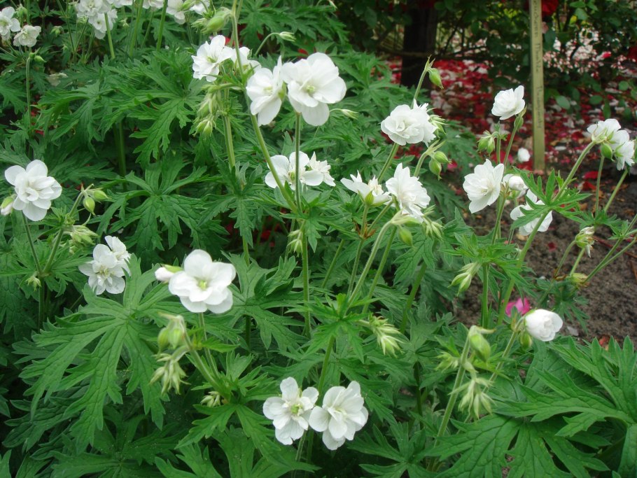 Герань Луговая Laura