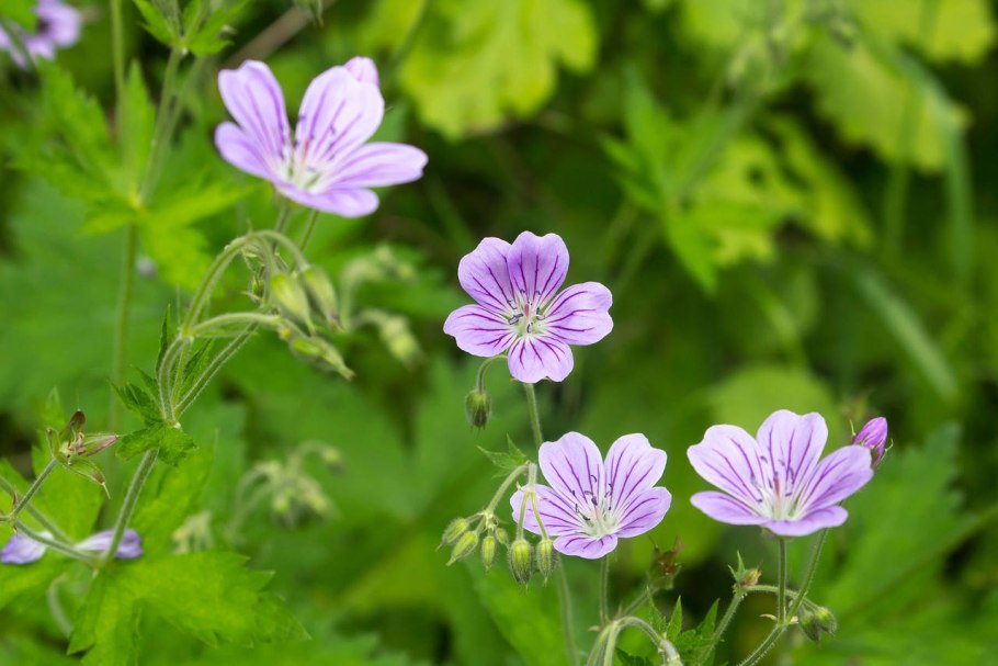 Герань Садовая Лесная