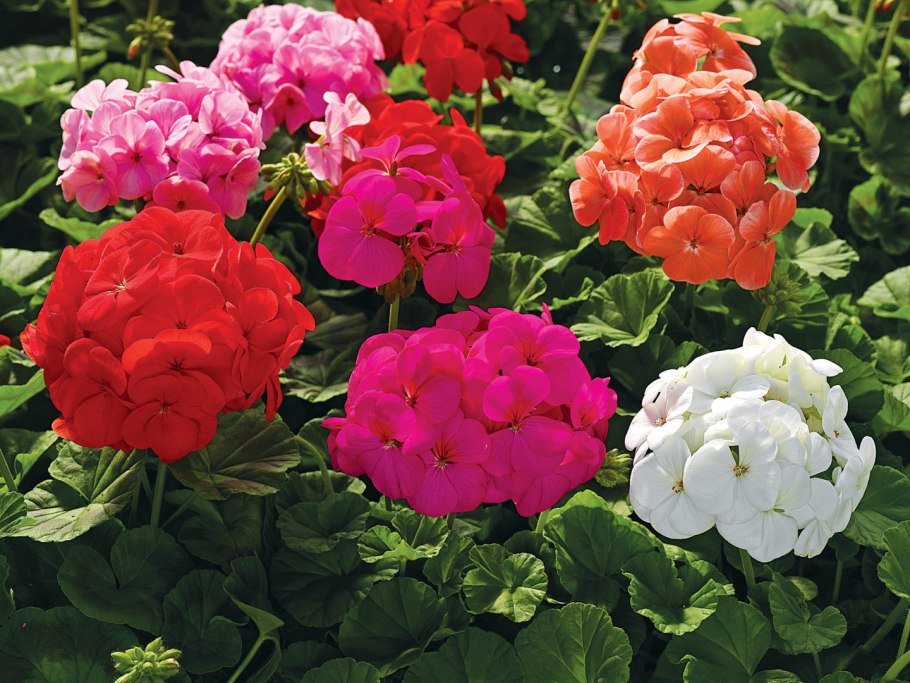 Пеларгония Садовая