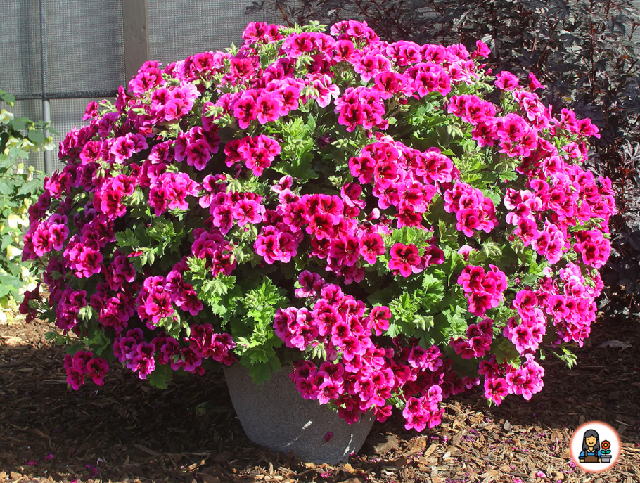 Ампельная Королевская герань