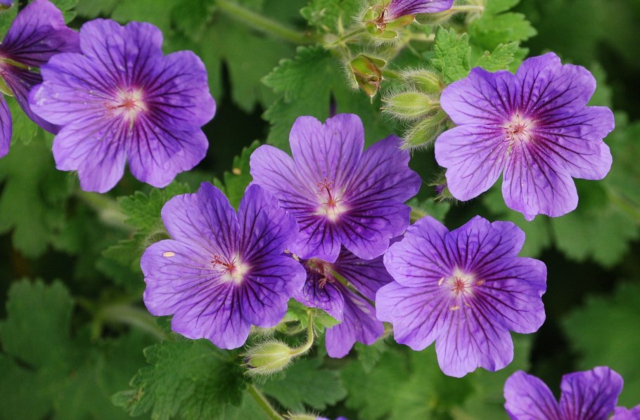 Садовая герань (журавельник