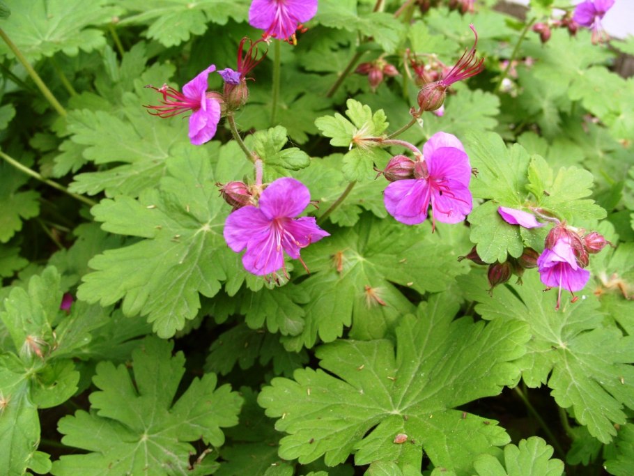 Герань крупнокорневищная