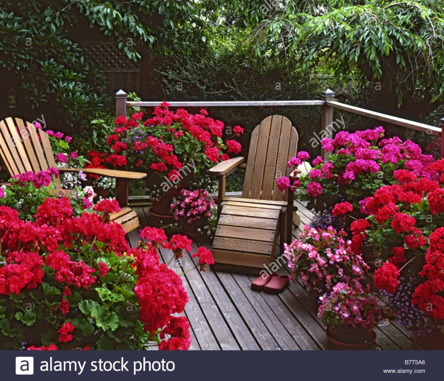 Садовая герань (журавельник