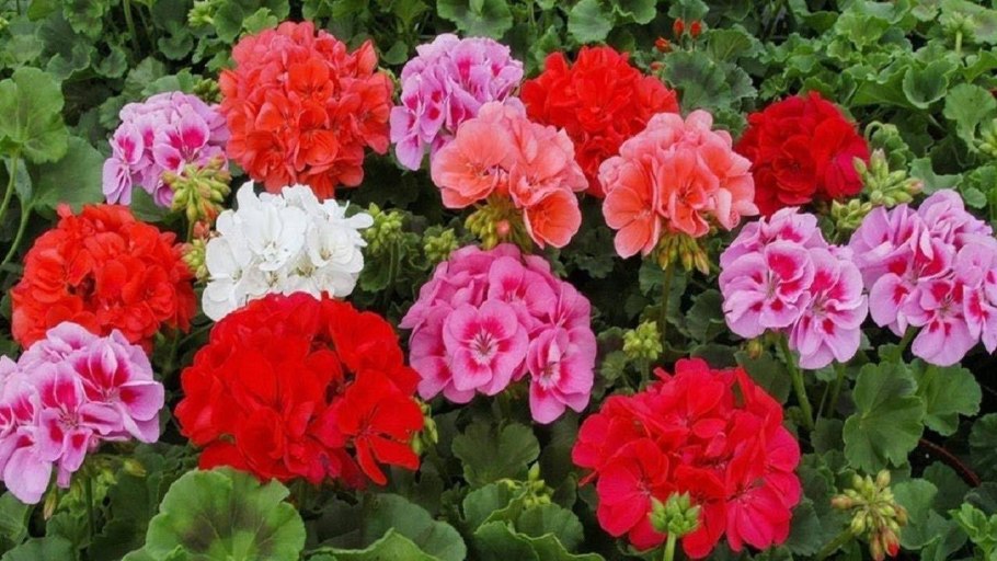 Плющелистная пеларгония на клумбе