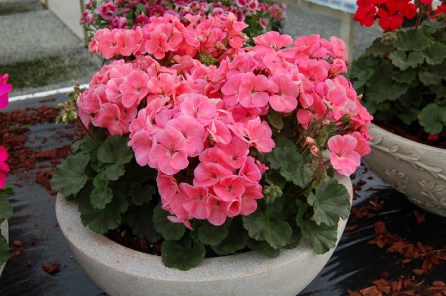 Клумба мультифлора колеус лобелия