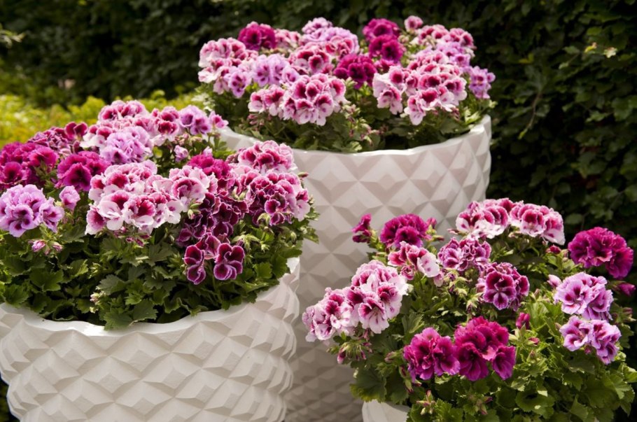 Герань крупнокорневищная