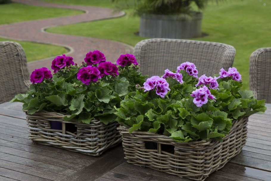 Red Pimpernel пеларгония