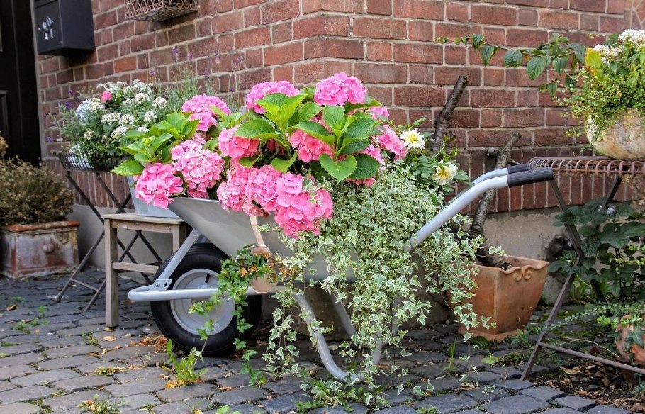 Клумбы с Крупнолистными гортензиями