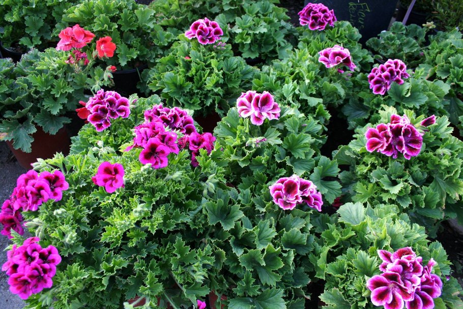 Пеларгония Садовая