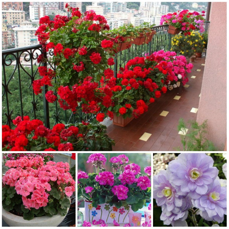 Пеларгония зональная