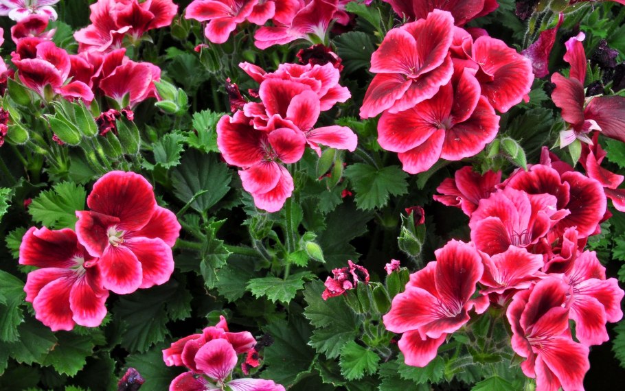 Пеларгония Pelargonium Florella Magenta