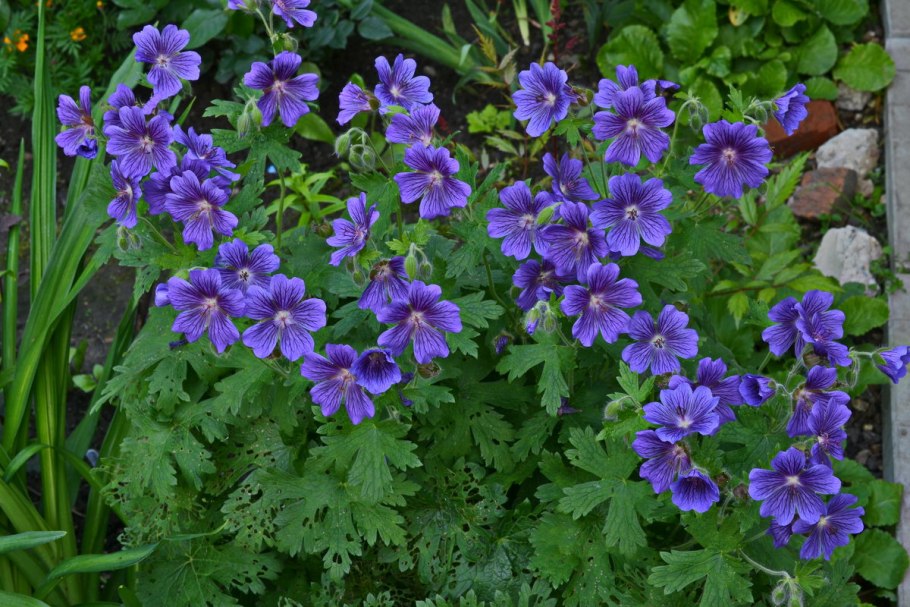 Герань Садовая