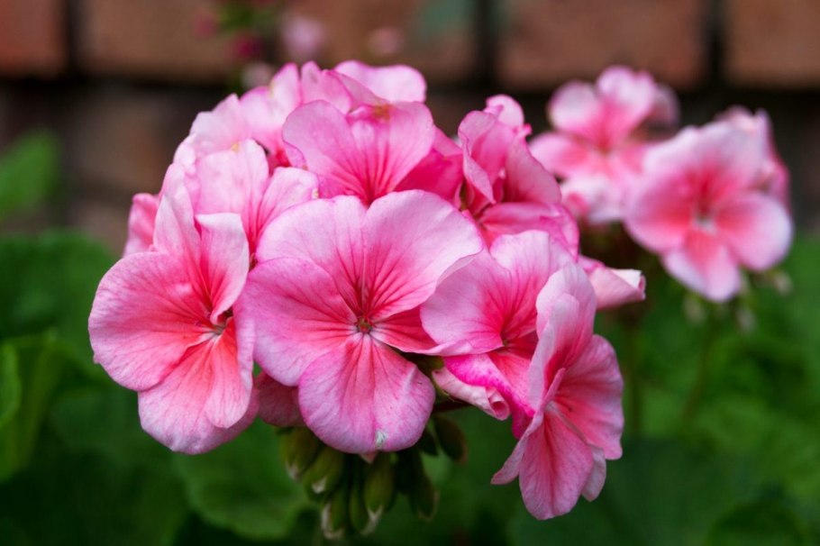 Герань крупнокорневищная