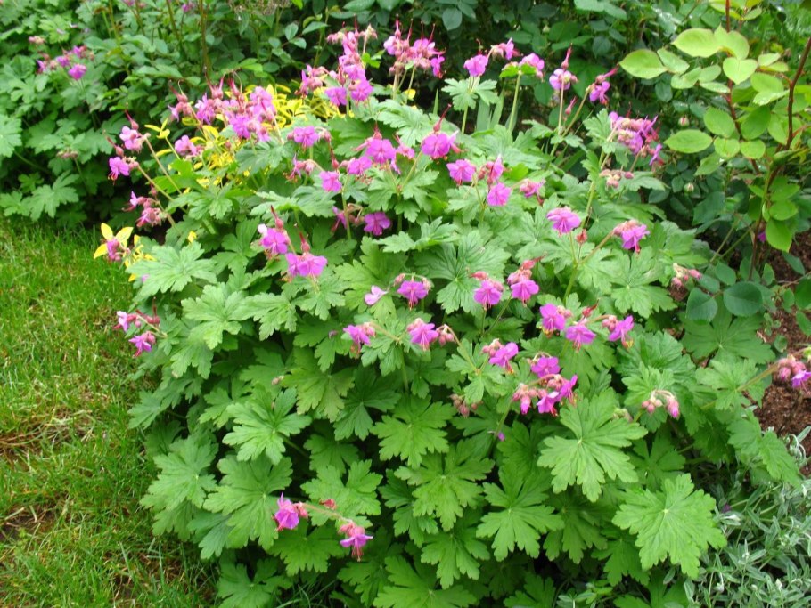 Герань Садовая