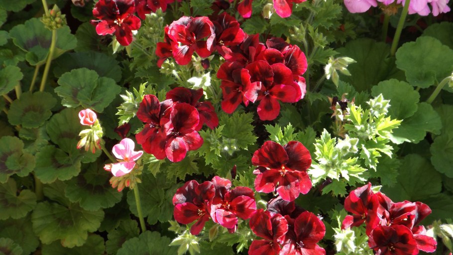 Королевская Садовая герань