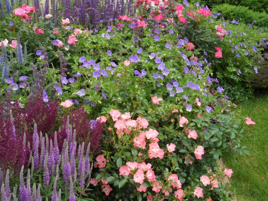 Герань Садовая на клумбе