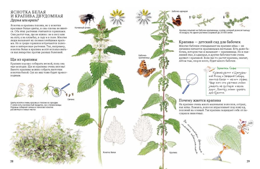 Крапива любопытное растение