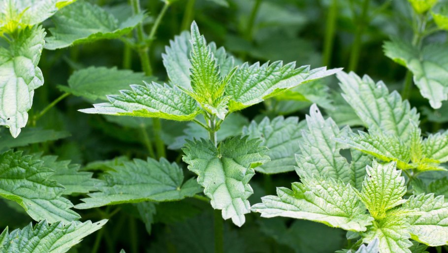 Крапива двудомная