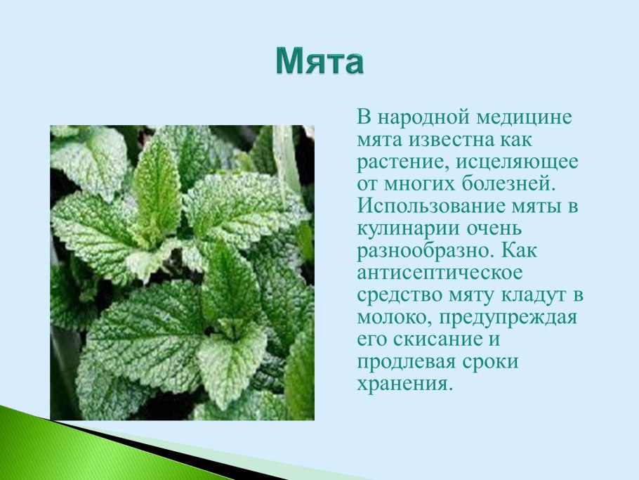 Лекарственные травы мята перечная