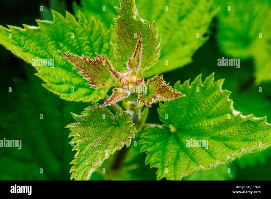 Крапива Киевская