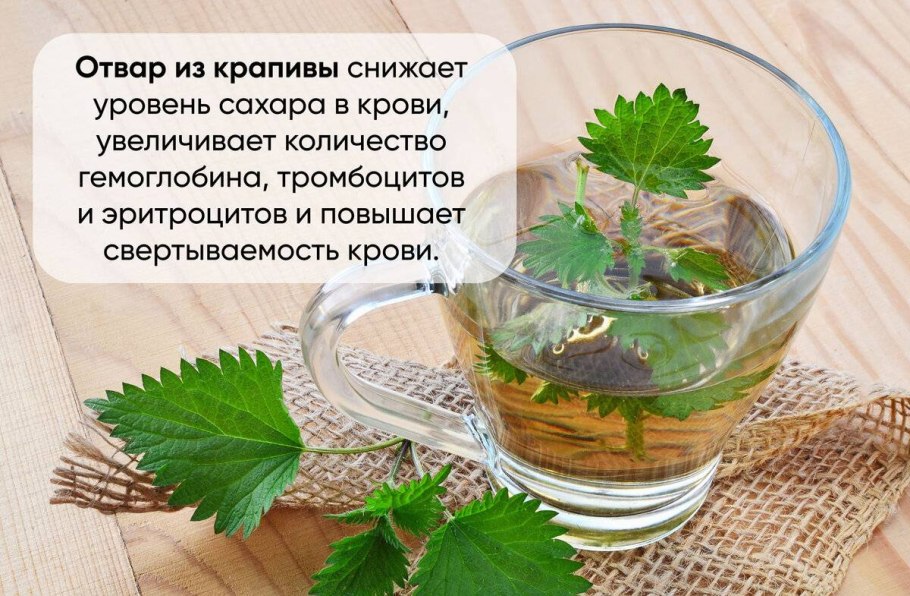 Паспорт растения колеус