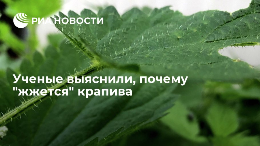 Ткань из крапивы и конопли