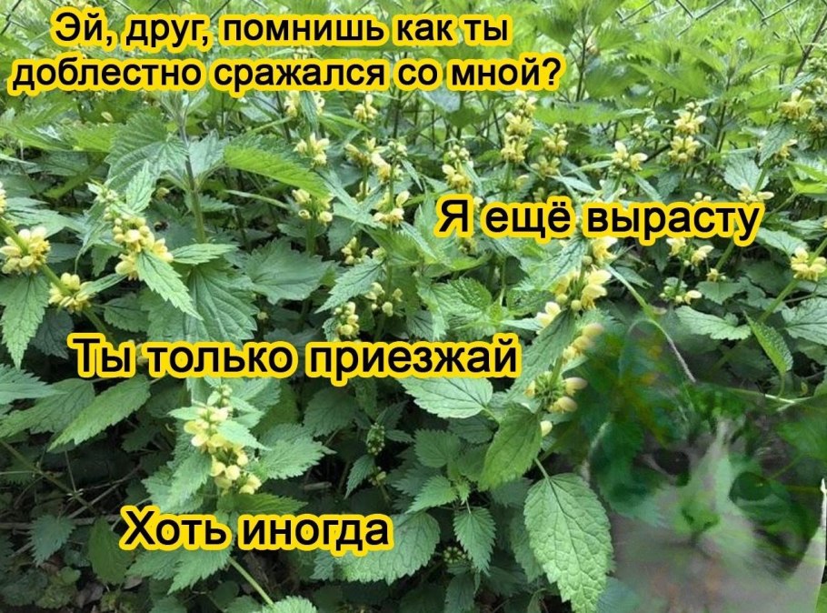 Как жалок Шут на троне короля как глуп народ который то позволил