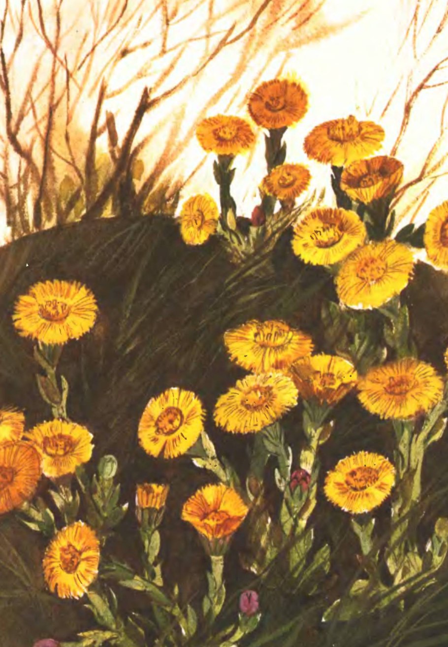 Тамара Шеварева художник