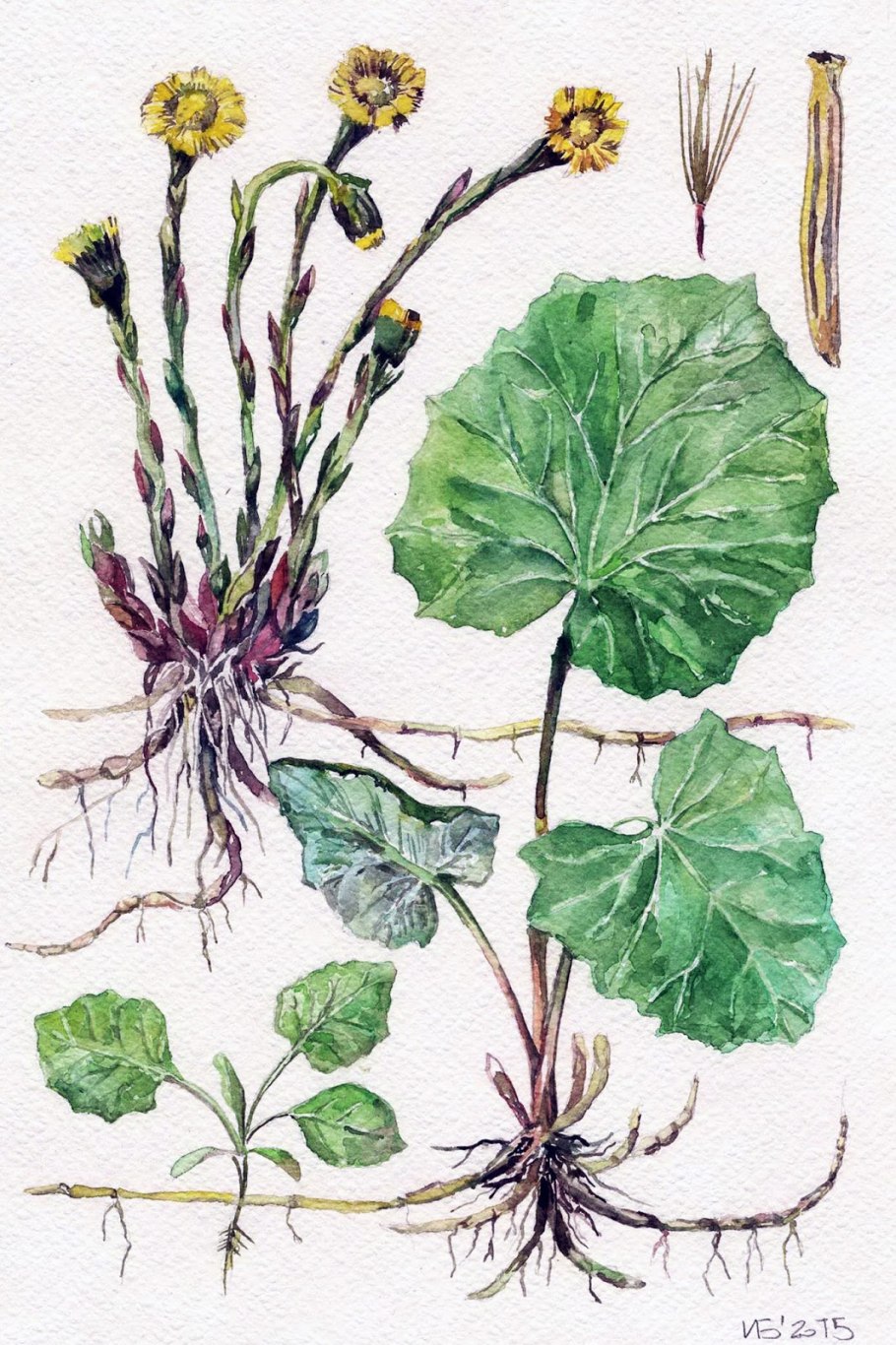 Одуванчик без фона