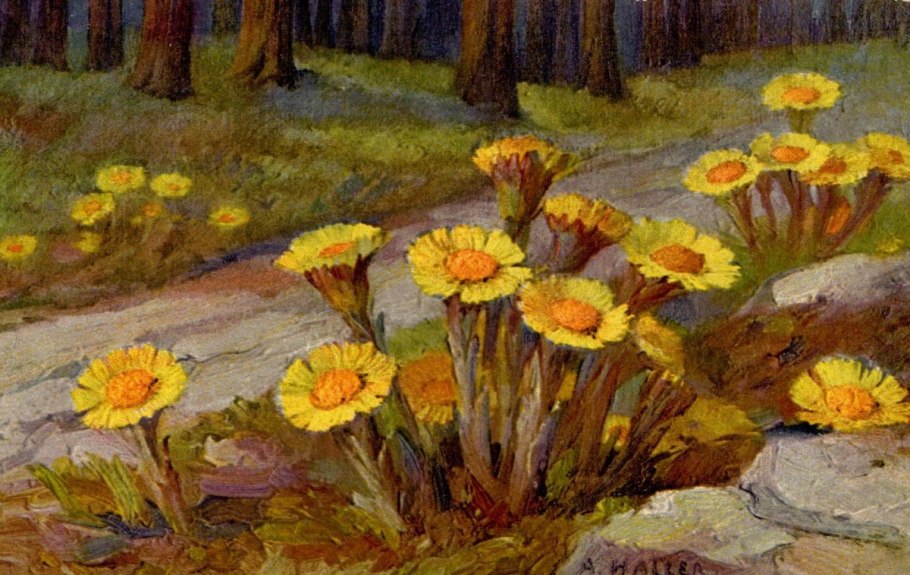 Мать и мачеха Ботаническая иллюстрация