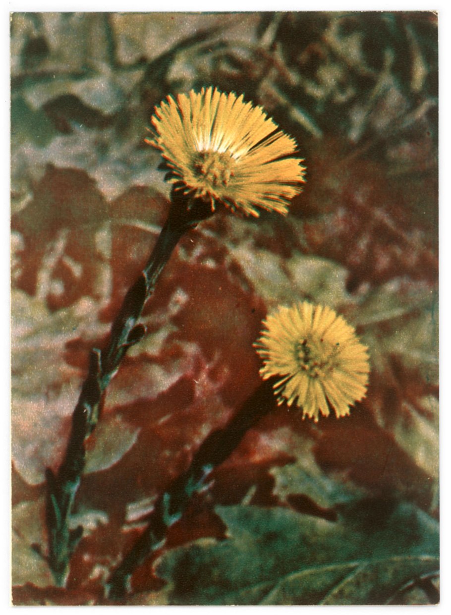 Акварельная иллюстрация в технике line Wash.