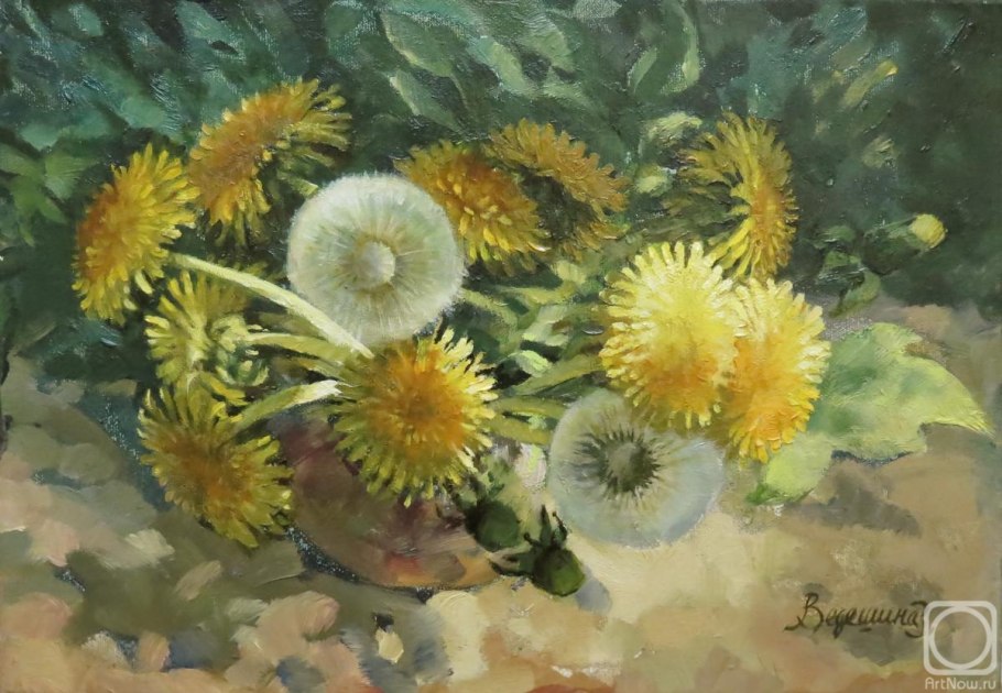 Ботаническая иллюстрация Taraxacum