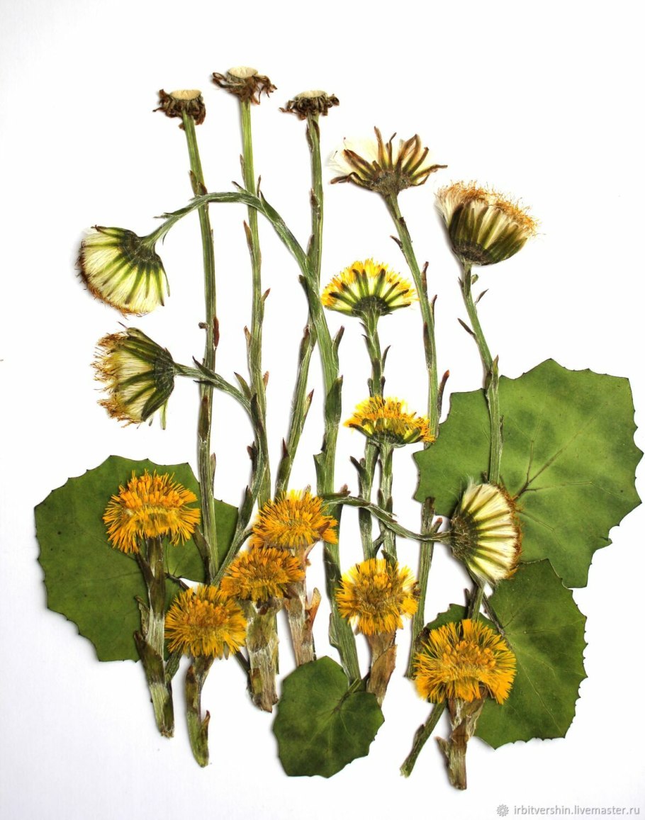 Jeffrey Larson художник