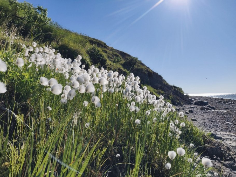 Подбел медонос