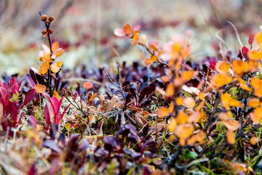 Тундра Ненецкий автономный округ