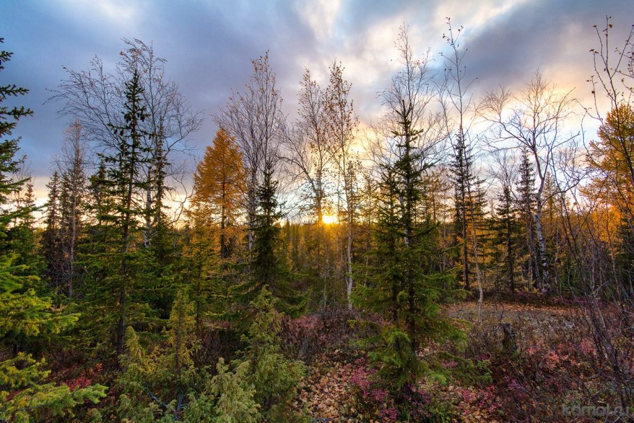 Ямало-Ненецкий автономный округ лесотундра