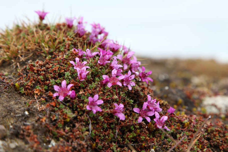 Empetrum caucasicum фото