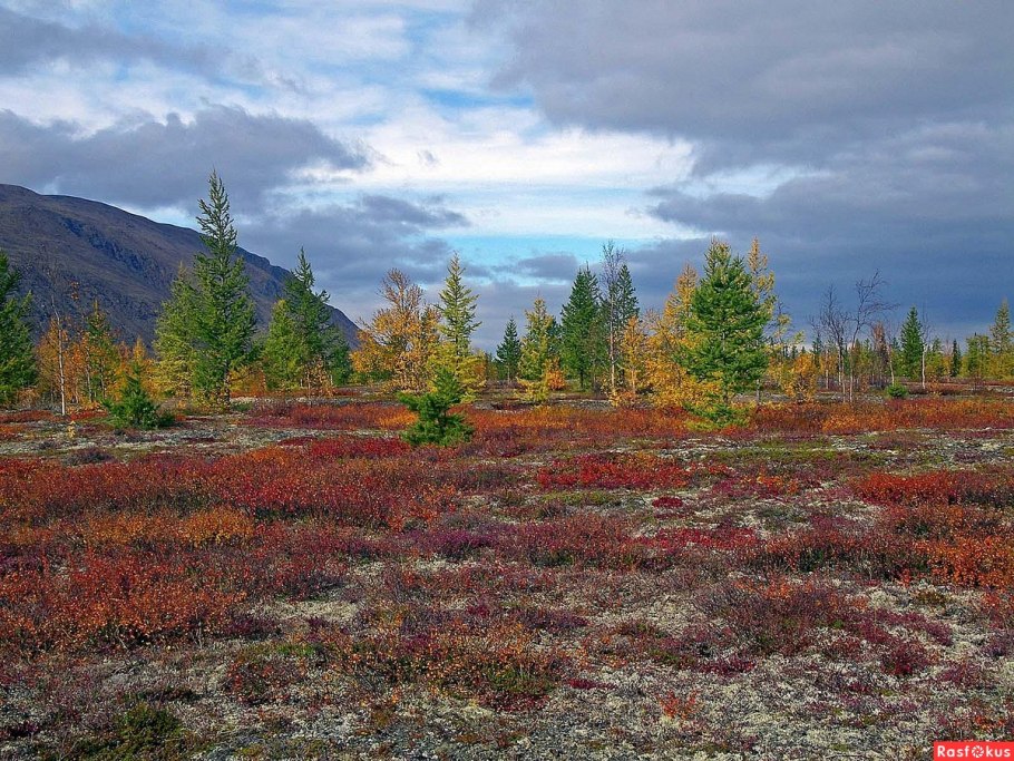 Дикоросы Югры