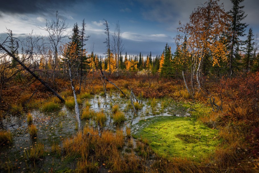 Растения Ненецкого автономного округа