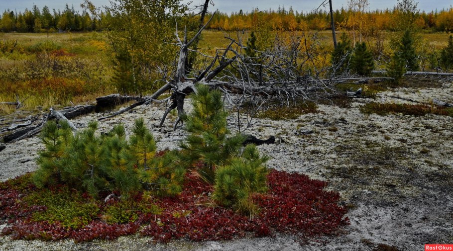 Багульник Гренландский