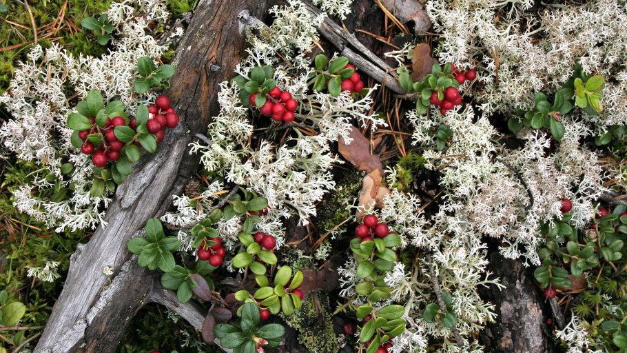 Грибы Ненецкого автономного округа