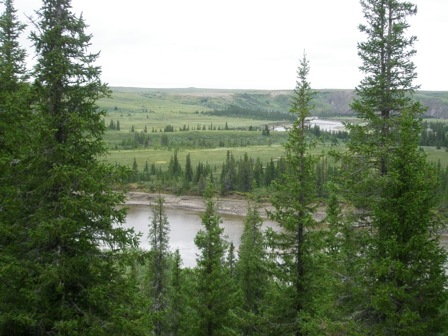 Голубика в тундре