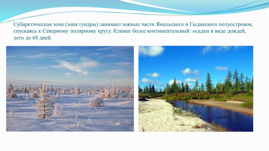 Заповедник остров Врангеля растения