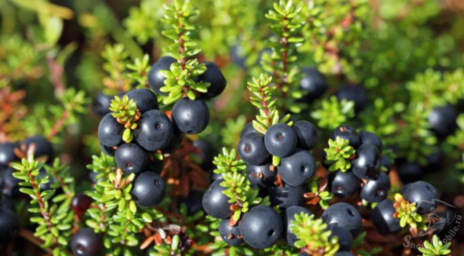 Сиберия ягоды