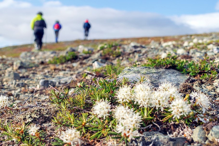 Bryophyta Polytrichum