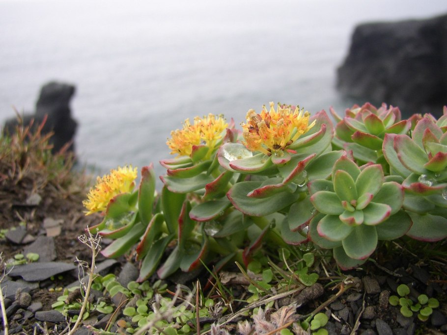 Остролодочник врангелевский