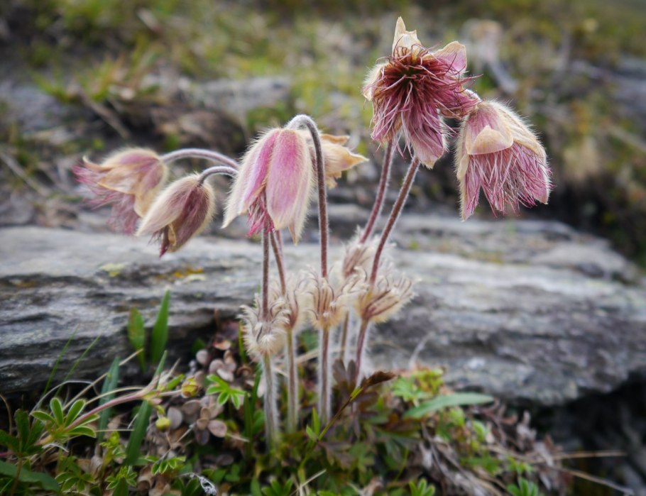 «Тангутская Флора»