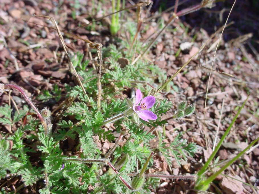 Nitrosopumilus maritimus