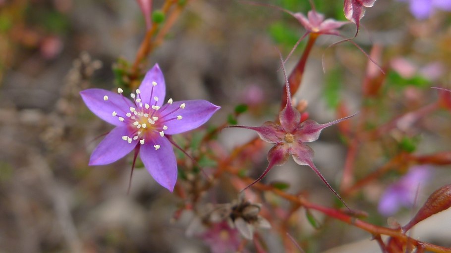 Остролодочник Путоранский