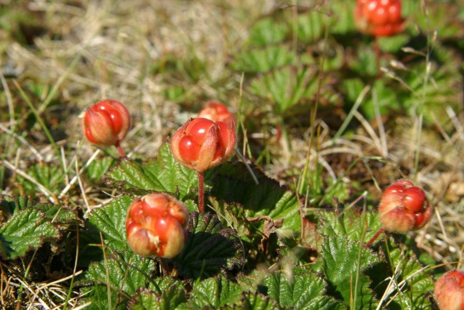 Нарьян мар природа